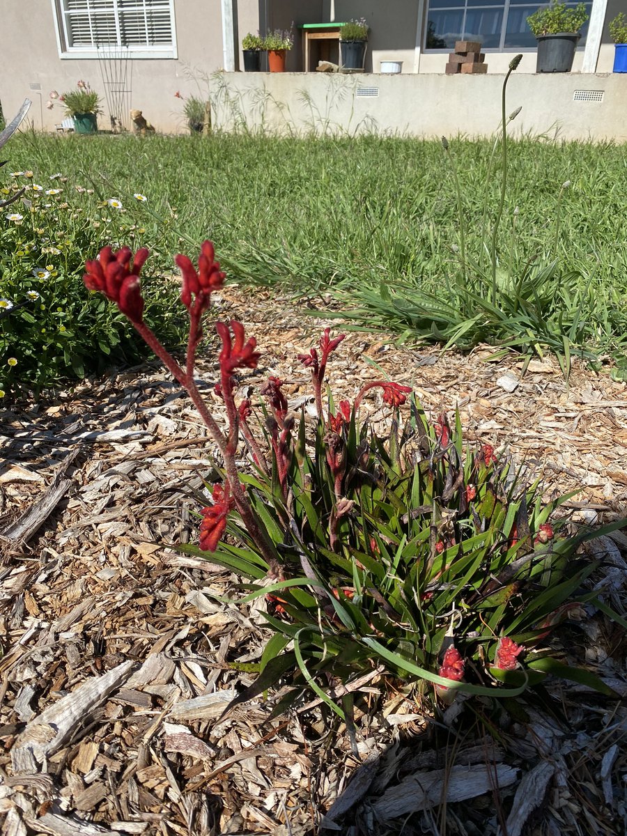 Pinkelstien's tweet photo. Plants living their best life. #TheHamlet #LoveWhereYouLive https://t.co/LP5jVPRjss