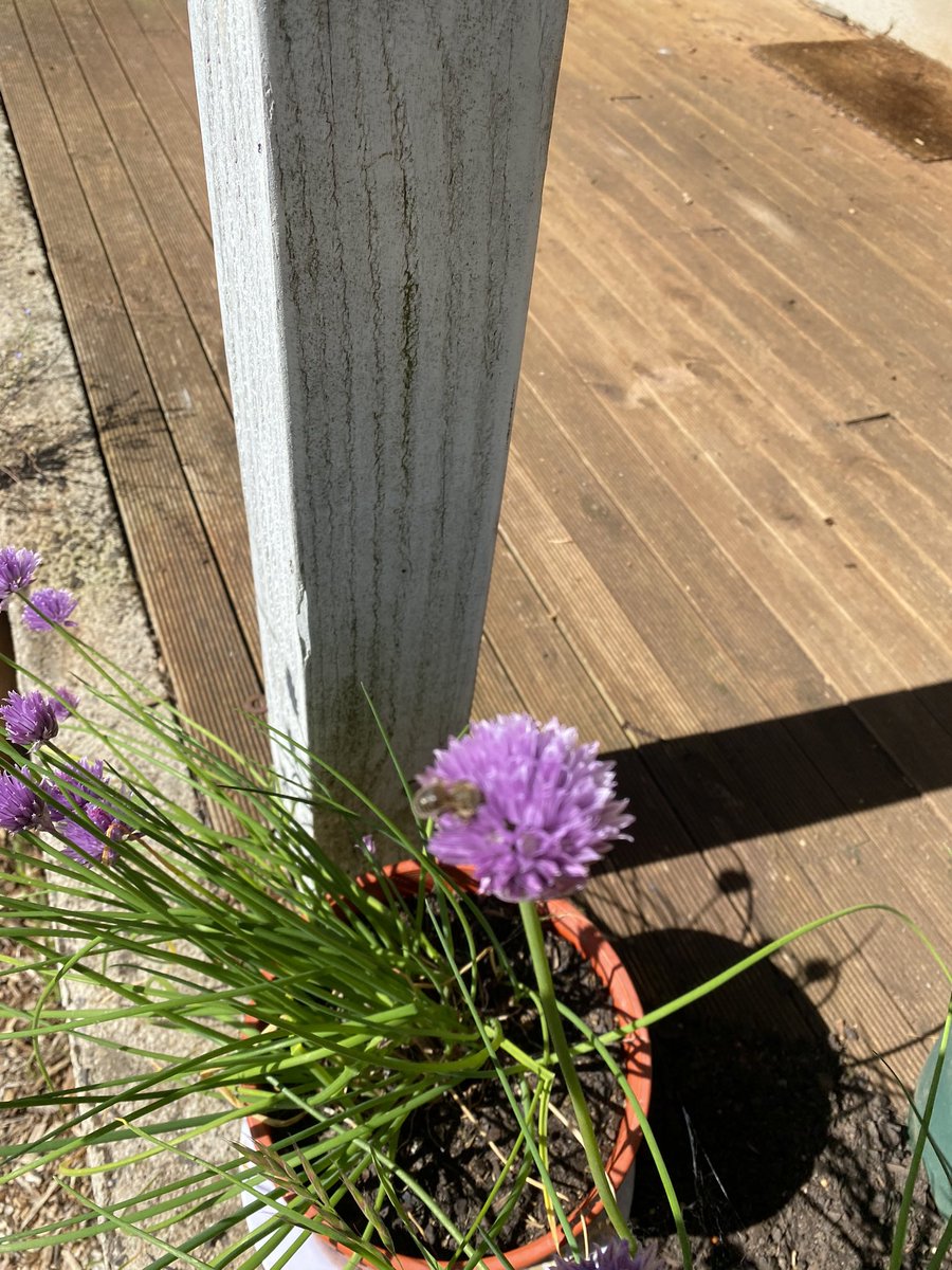 Pinkelstien's tweet photo. Plants living their best life. #TheHamlet #LoveWhereYouLive https://t.co/LP5jVPRjss