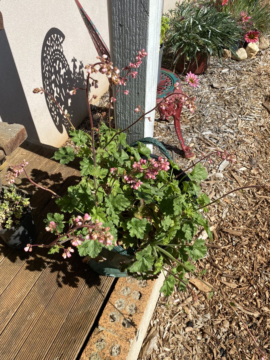 Pinkelstien's tweet photo. Plants living their best life. #TheHamlet #LoveWhereYouLive https://t.co/LP5jVPRjss