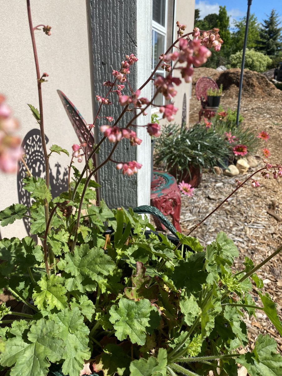 Pinkelstien's tweet photo. Plants living their best life. #TheHamlet #LoveWhereYouLive https://t.co/LP5jVPRjss