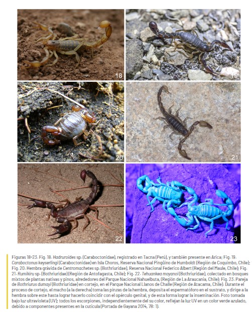 LabEntEcol's tweet photo. 🦂"El orden Scorpiones en Chile: Estado del conocimiento, desde la taxonomía a la conservación"; una revisión completa y actualizada del orden en Chile! 95% de especies endemicas, inclusive algunas introducidas @userena #sochipa
🤓https://t.co/kf7SSmQx06 https://t.co/4TyraySJIZ