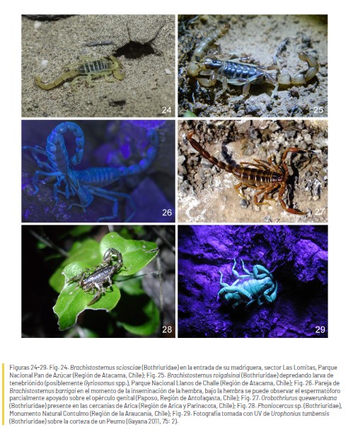 LabEntEcol's tweet photo. 🦂"El orden Scorpiones en Chile: Estado del conocimiento, desde la taxonomía a la conservación"; una revisión completa y actualizada del orden en Chile! 95% de especies endemicas, inclusive algunas introducidas @userena #sochipa
🤓https://t.co/kf7SSmQx06 https://t.co/4TyraySJIZ
