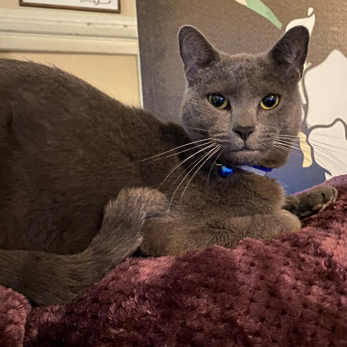 berkeleyhumane's tweet photo. I’m Kit, an active, friendly boy who loves cat toys & chin scratches! I’ve been treated recently for some urinary issues, so I’ll do best in a quiet home without young kids!
https://t.co/EdIeDPVLXI
#berkeleyhumane #bayareapets #berkeley #savethemall #adoptacat #adoptthiscat https://t.co/YwQhtu9ubk