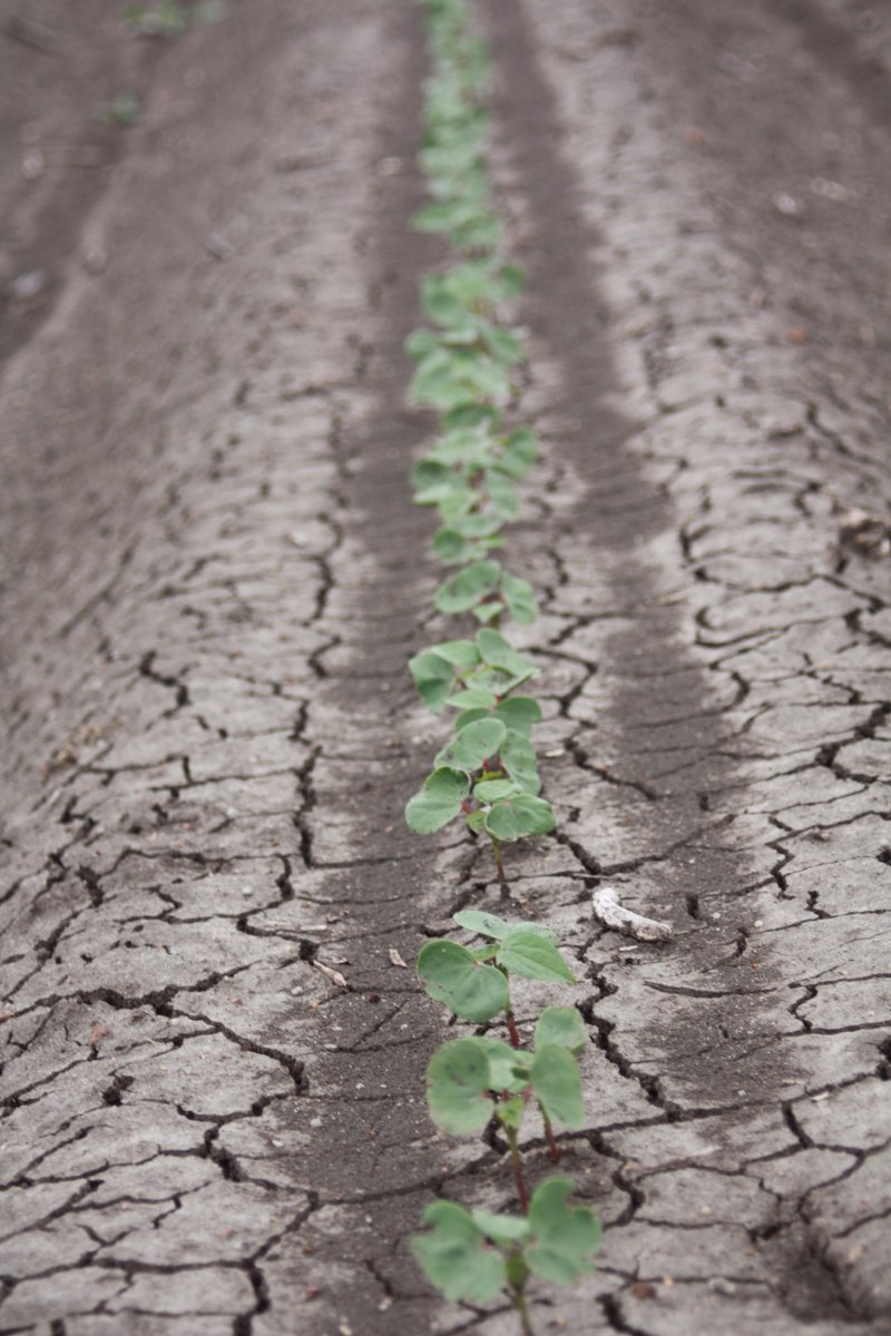 Michael Josh tweet media