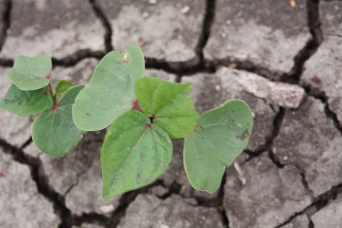 Michael Josh tweet media