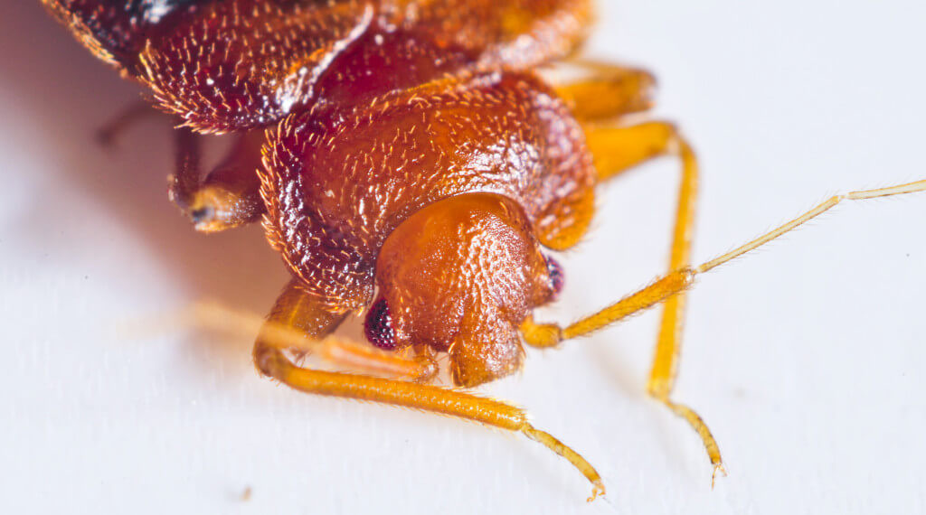 GriffinPest's tweet photo. Bed Bugs 101

https://t.co/L4DNbmJ1SB https://t.co/hZwR4bm1iA