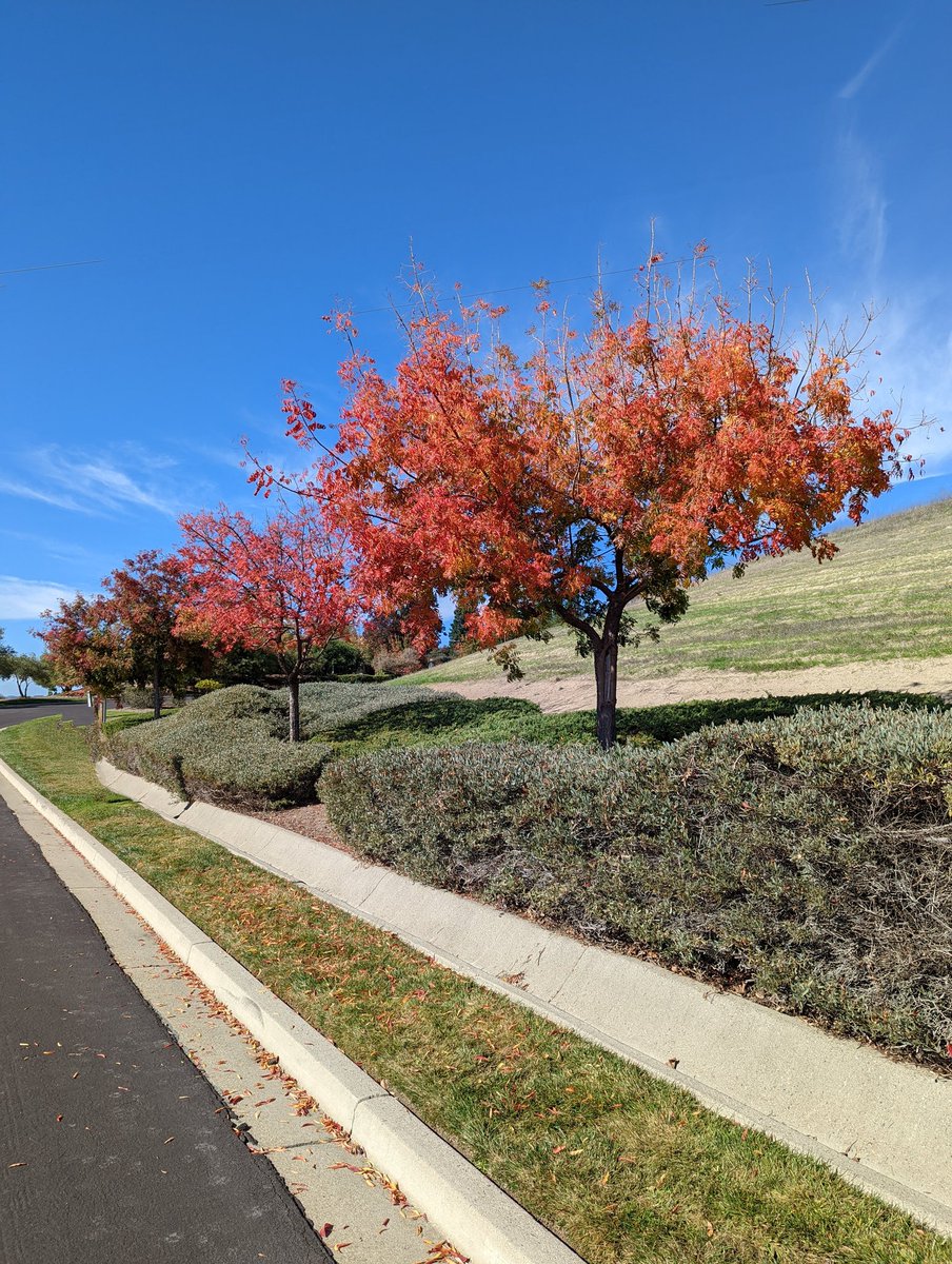 ChocoReviews's tweet image. Fall colors, beautiful skies #teampixel @madebygoogle #Pixel6Pro