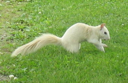 jrpeach's tweet photo. @sycamoreskid When I was at WKU they had some white squirrels roaming around... apparently it is a think on campus. https://t.co/C3HuOTEkPh