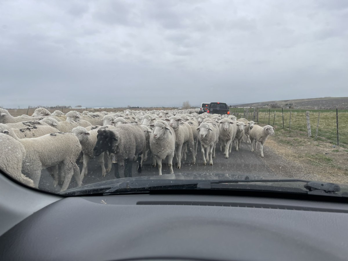 jacobponce25's tweet photo. “Stuck in Traffic” hits a little different in Idaho. 😂 https://t.co/ncrcWiqAaC