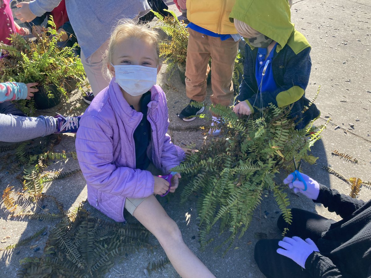 We gave our ferns “haircuts” today to practice our fine motor skills and cut out the frostbitten leaves. 🪴
