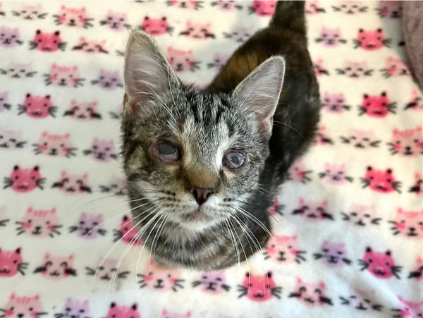 babar2's tweet photo. @AdoptMePimaAZ sweet purrecious purr babe #PixieStick needs her #foreverfamily to love her in a safe home with a caring family.. it only takes one ❤️ to #rescue #save #adopt #foster #FostersSaveLives 💞🏡
https://t.co/0NO1eS2NUn https://t.co/gObFps7a0c