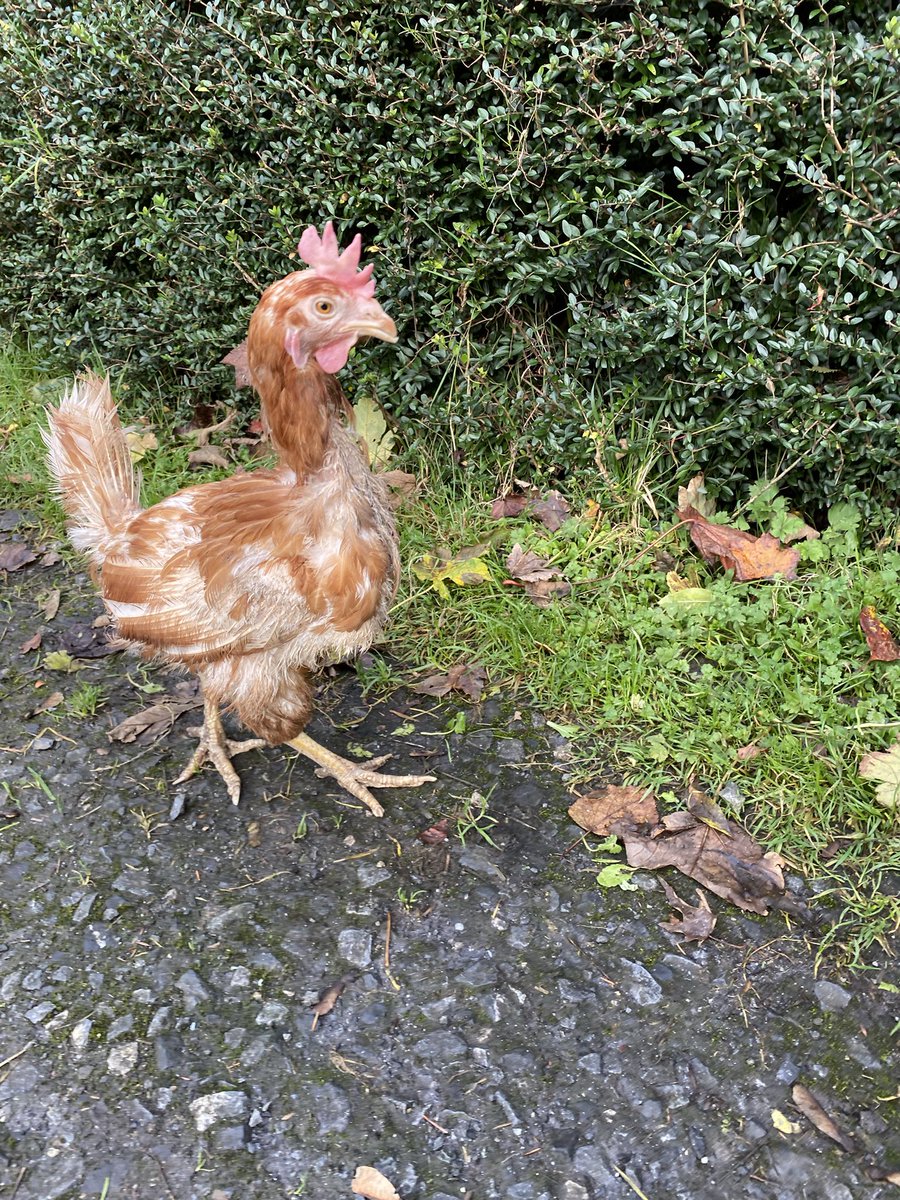 pleasedonotbend's tweet photo. @rickygervais Here is one of our adopted girls from @LittlehilRescue   look at her walking tall and proud and making the most of  life after factory farming !   chickens are just amazing #GoVegan #ExBats #EndTheCageAge https://t.co/yJ4nQtBmZZ
