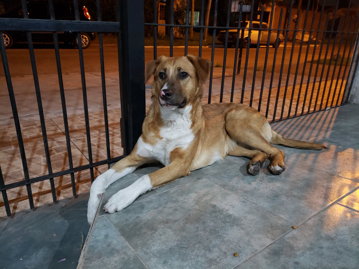 _ivipalacios's tweet photo. Perra perdida en San Justo,Villa Luzuriaga #perrosperdidoszonaoeste https://t.co/EKoAqOQI9F