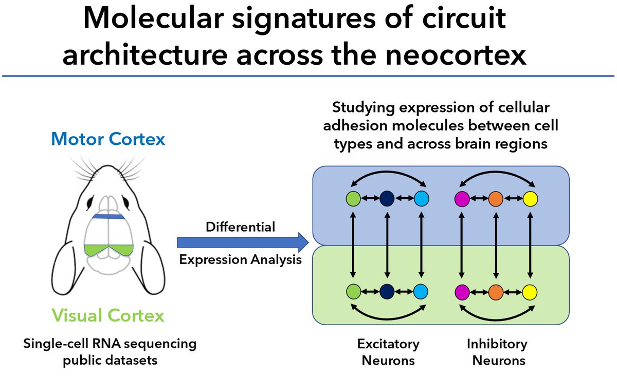 Wester Lab (@labwester) on Twitter photo Visit Anthony Moussa's poster session (P035.06) at #SfN21 tomorrow at 1:30 central! Visit Anthony Moussa's poster session (P035.06) at #SfN21 tomorrow at 1:30 central!