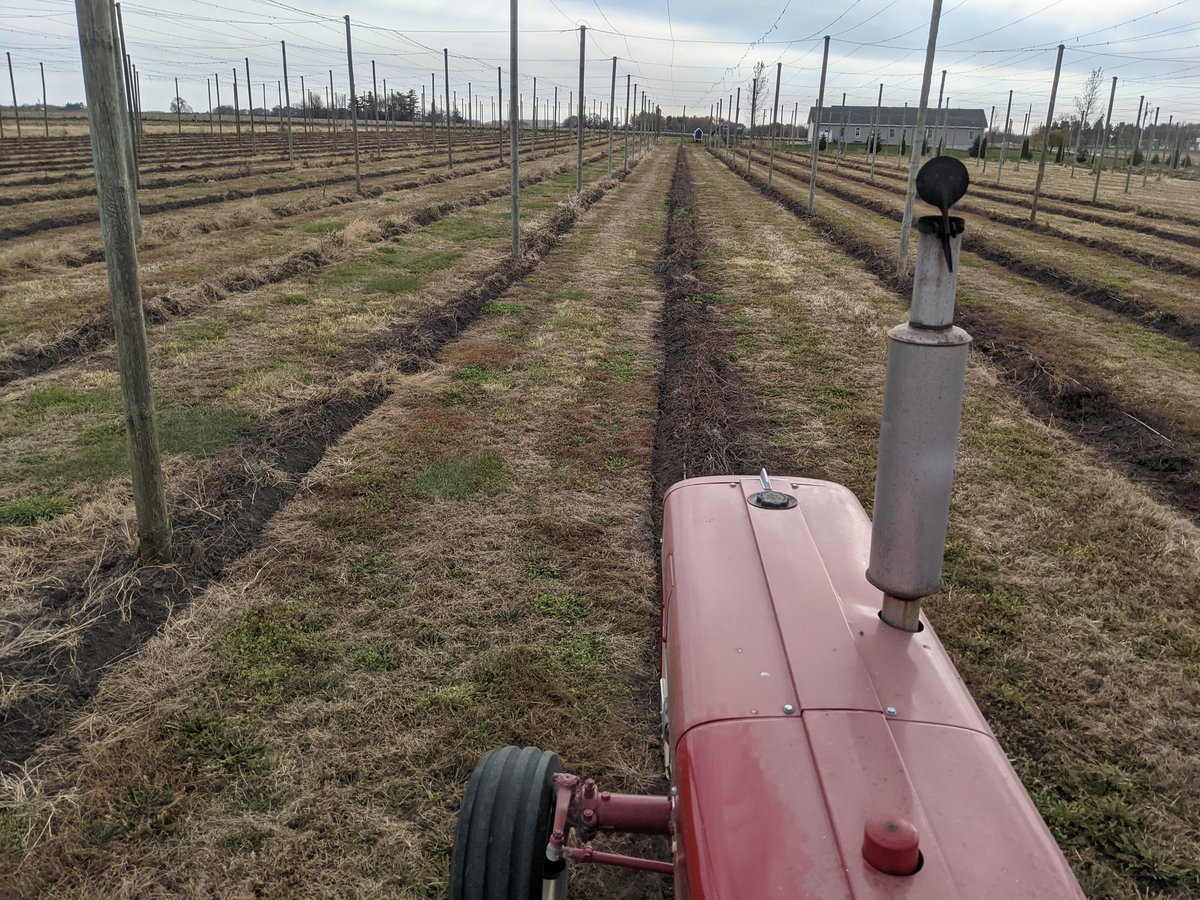 Warm November weather is perfect for extra #hop yard cleanup.