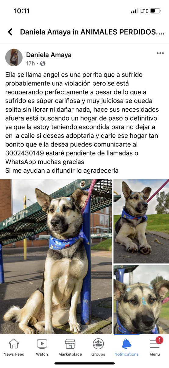 Amarilla_Nubes's tweet photo. @andreanimalidad @andreanimalidad !! Porfa una manito para compartir este caso. https://t.co/FPkI9afvBR