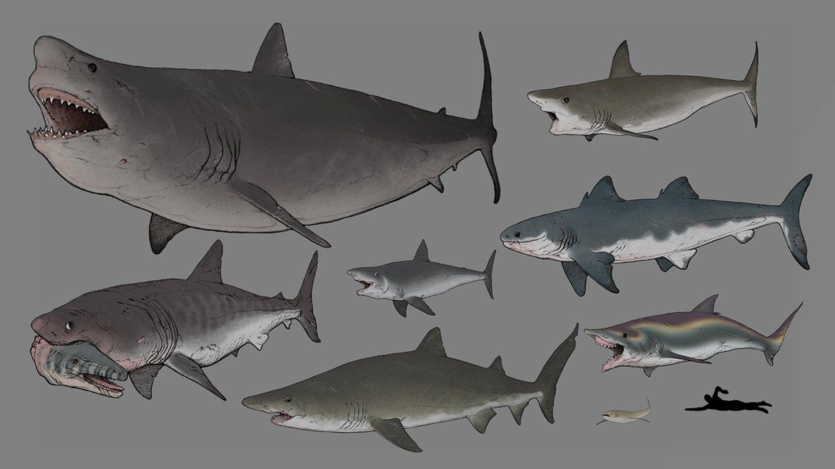 「#ド直球に言いますがフォローしてください
オリジナルのクリーチャー多めで昔の生き」|nao70sharkのイラスト