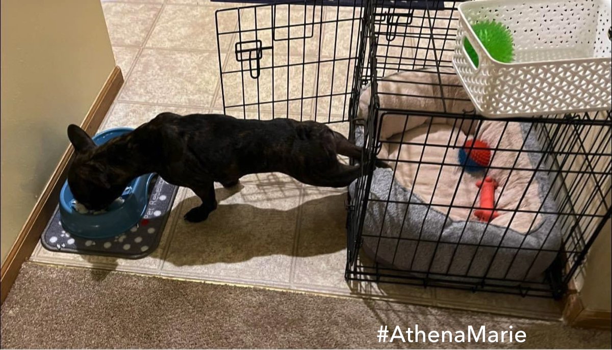 ItsMrsChristian's tweet photo. When you are hungry but do not want to leave the bed. 🤣😂 I just want to know if this is really comfortable….. She really ate her whole bowl in this position. 🥴🤣#FrenchBullDog #AthenaMarie https://t.co/z767qrB0GI