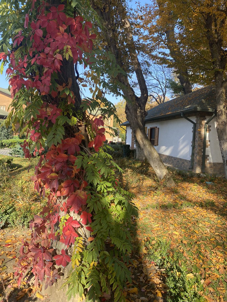 NailaVekilova's tweet photo. My beautiful #Azerbaijan land presents a wonderful colors of autumn. This is #Nabran https://t.co/r3igrapsm1