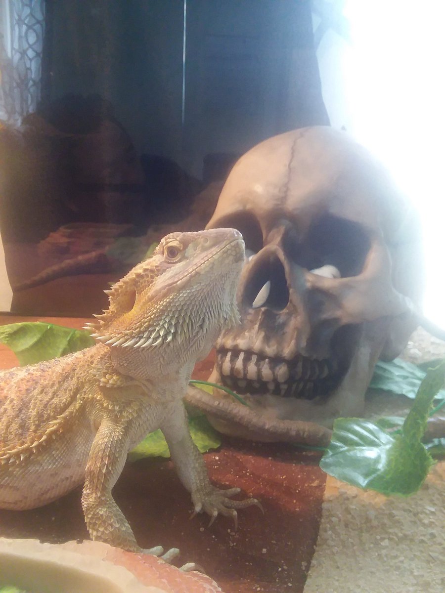 LedouxNicholas's tweet photo. Hi I'm Mushu. I'm a #beardeddragon living in #caseyil, that's #caseyillinois of #clarkcounty of #illinois. Living in where #bigthingsinalittletown are at. I'm adopted back in March, 6 2021 @PetSmart in #mattoonillinois. https://t.co/6BwbuZVAar