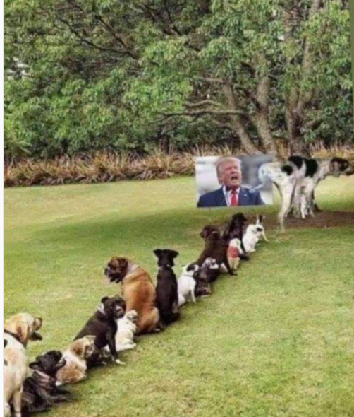 smc429's tweet image. ♥️ Dogs