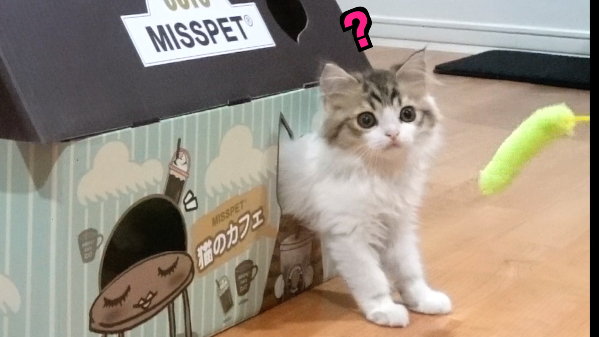 Twitter 上的 コロタ日記 コロタの家 スコティッシュフォールド 子猫 猫 猫好き Scottishfold T Co Nb3fazzpgy Twitter