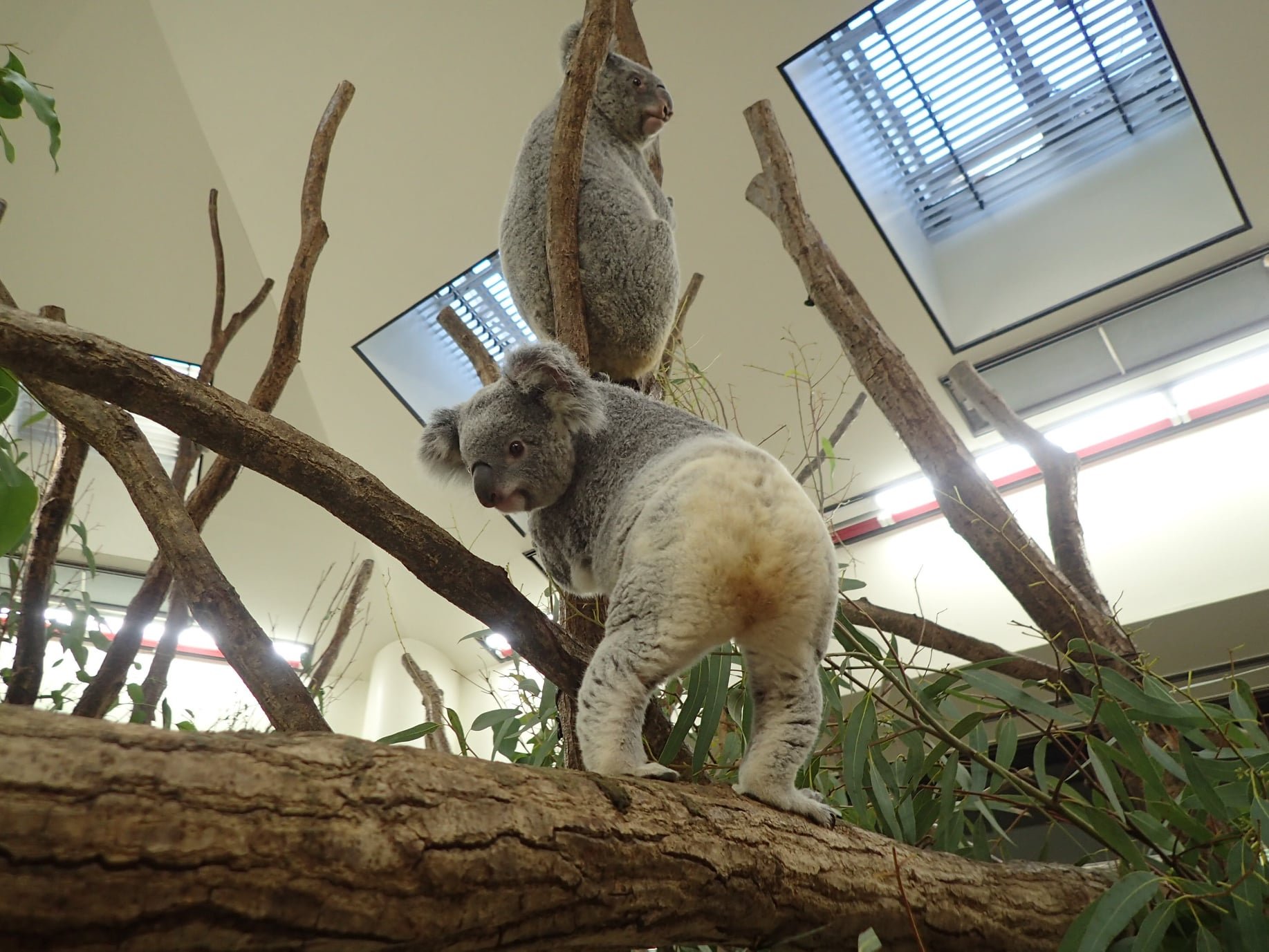 埼玉県こども動物自然公園 公式 コアラのふくの後ろ姿です コアラの毛色 というとグレーの印象が強い方が多いと思いますが 胸やおしりの毛は白いんです コアラ ふく おしり T Co Xcppuuktpr Twitter 埼玉県こども動物自然公園 公式 コアラのふくの後ろ姿です コアラの毛色 というとグレーの印象が強い方が多いと思いますが 胸やおしりの毛は白いんです コアラ ふく おしり T Co Xcppuuktpr Twitter
