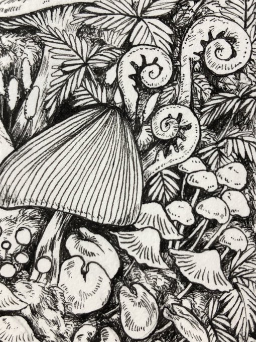 🍄 