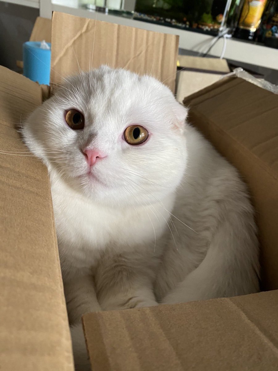 ponyo_today's tweet photo. Adopt me ! https://t.co/iAQrqL7Qm6