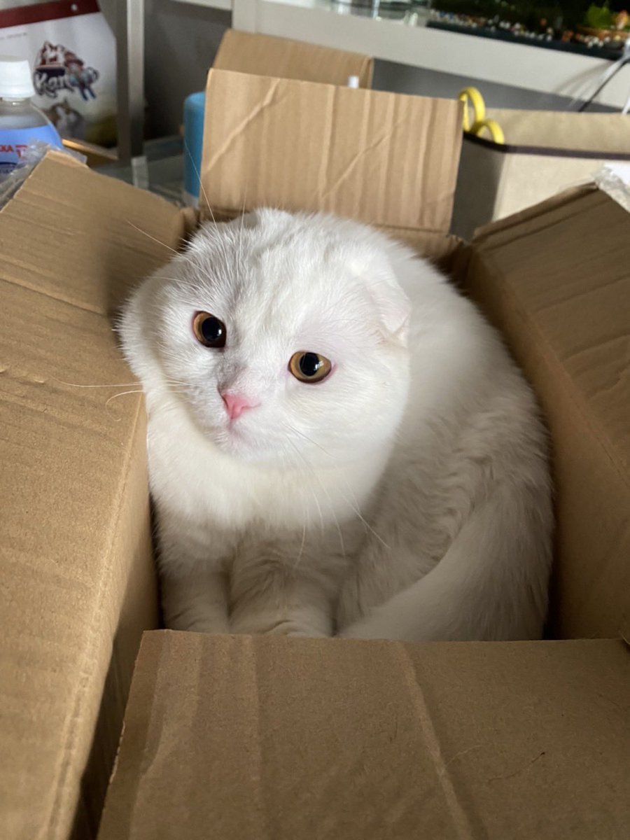 ponyo_today's tweet photo. Adopt me ! https://t.co/iAQrqL7Qm6