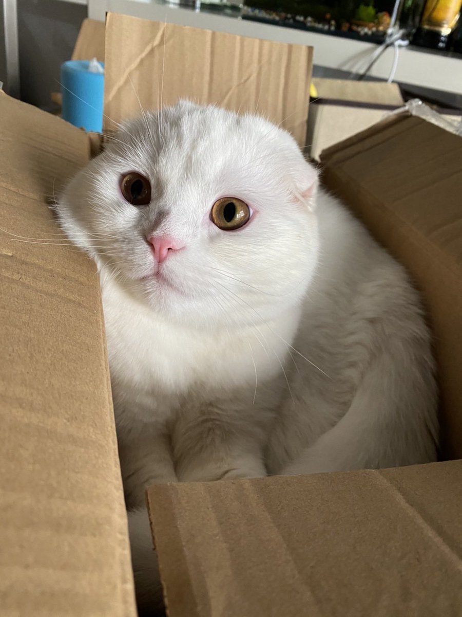 ponyo_today's tweet photo. Adopt me ! https://t.co/iAQrqL7Qm6