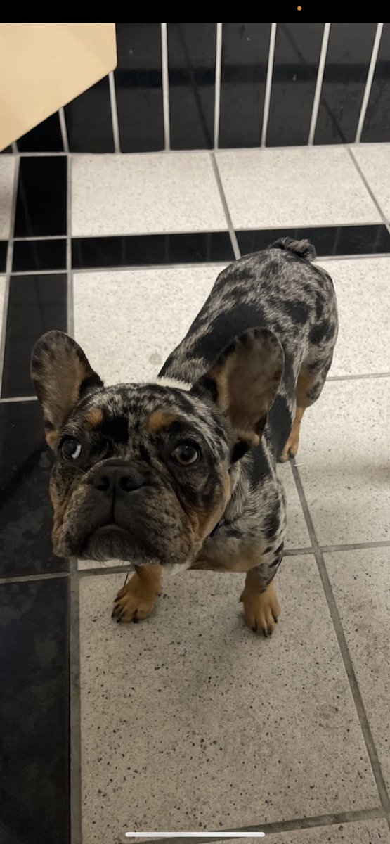 ayookilluhh's tweet photo. MISSING ‼️‼️ last seen in San Leandro PLS PLS help us find my brothers baby😢 REWARD IF FOUND. 

He means the world to us please help bring our baby home. RTs are appreciated! https://t.co/c6HhRM8btA