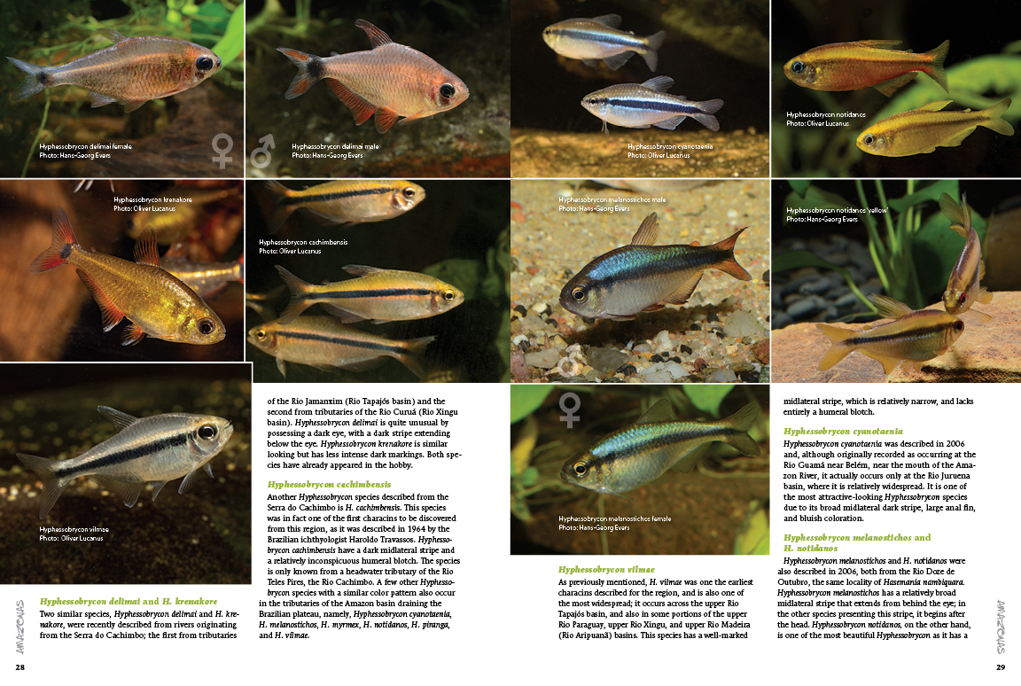 AmazonasMag's tweet photo. #Prepress #InsideLook #Characins #AMAZONASmagazine #SpecialEdition! Roughly 24 hours left to get it for only $9.99, plus shipping discounts for current subscribers! Put it in your cart and check out now! https://t.co/dB19v8oG3n
#tetra #tetras #aquariumfish #rarefish #aquarium https://t.co/q8GH6E2HxI