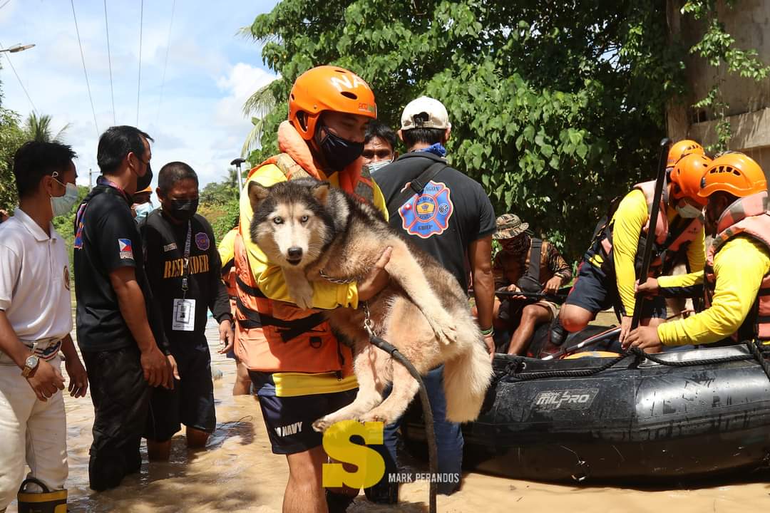 SunStarDavao's tweet photo. #SunStarLens
SAVE THE PUPPIES. Apart from stranded residents due to heavy flooding, Davao City rescuers and volunteers also saved on Wednesday, November 10, pet dogs that were trapped inside their houses in Jade Valley Subdivision, Davao City. 

📸 Mark Perandos https://t.co/LgEKJZz6i0