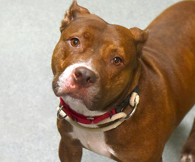 NMBewitched's tweet photo. 🆘️💔😡Queenie😡💔🆘️
#NYCACC
Euth Command
Loyal Soul
Abandon & Scared
She should be
They Will Kill her
No Remorse, No Empathy
No Respect
Only Way she Leaves Alive
#Foster
Needs Time & Kindness
Walks & Cuddles
Gentle Voice & Security
Is it YOU?
Nycdogslivesmatter@gmail.com https://t.co/DSky610yP5