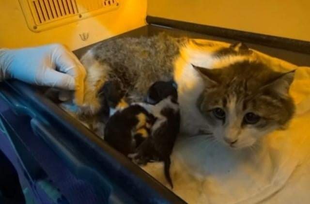 anthraxxxx's tweet photo. Pregnant cat went to look for a vet https://t.co/7YkdAMXVhB