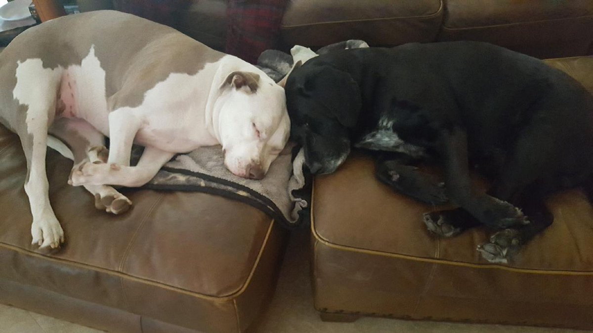 Bigredconboy80's tweet photo. @DrLupo Hers a picture of my dog Duke on the right and Molly on the left https://t.co/ZcIcmNgdWZ