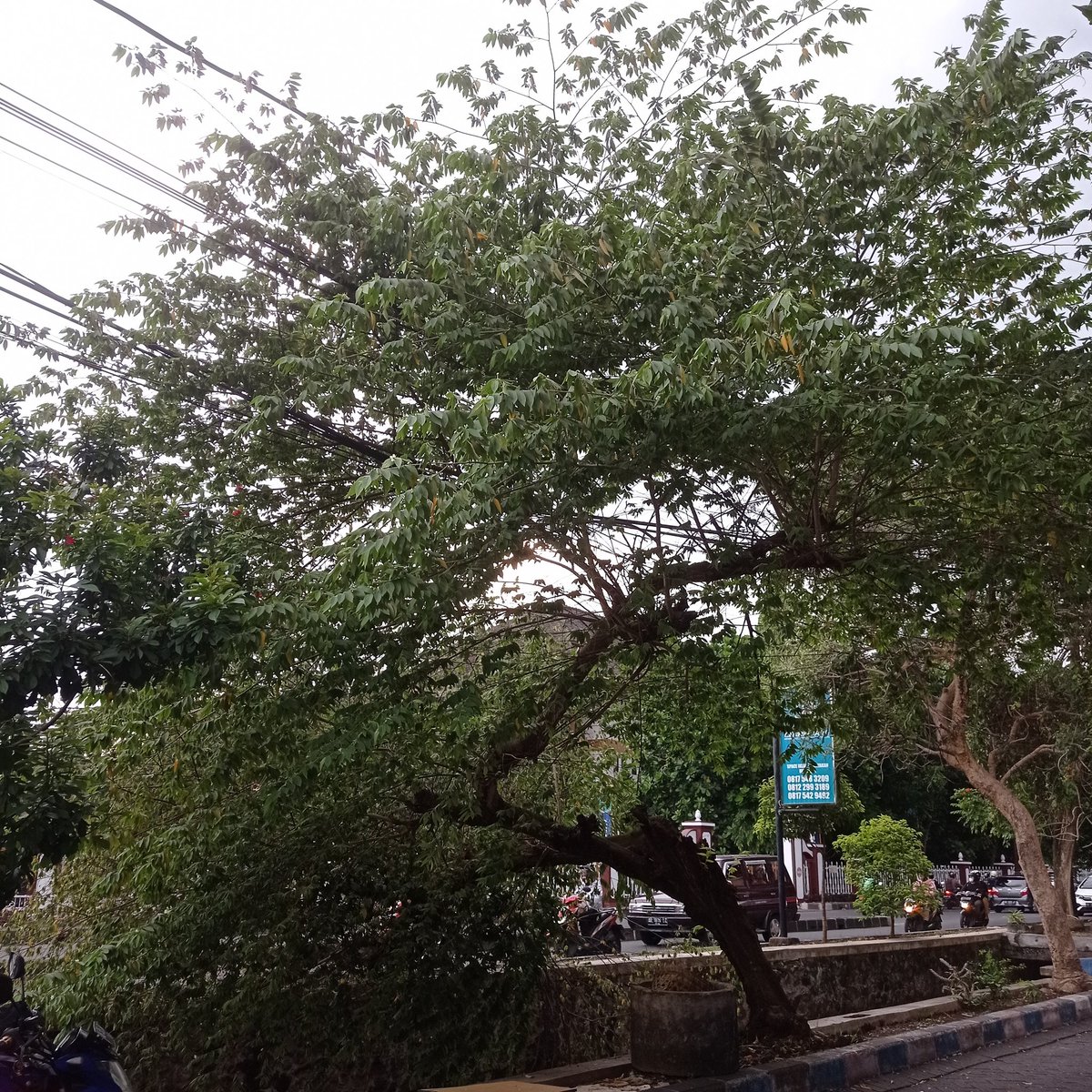 yacintaditha's tweet photo. Pohon depan rumah saya sebagian rubuh dan kena kabel listrik. Kalo mau lapor kemana ya? @pln_jogja https://t.co/KyRf1efx5Y