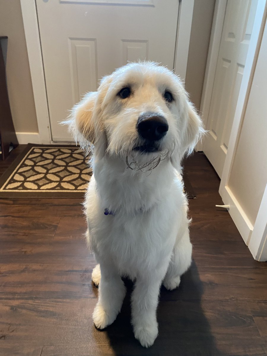 cmcwhinney's tweet photo. @ChrisPerkins_22 remember how I said how my puppy is so good without kennelling now? #ispoketoosoon #goodthingshescute https://t.co/cBanbSMy2Y