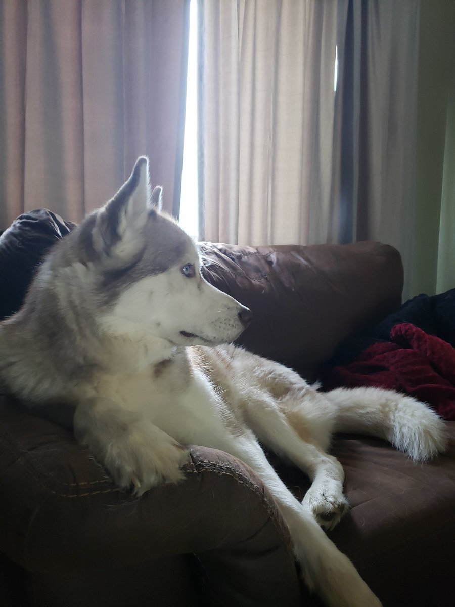 xDeadIronx's tweet photo. @DrLupo Even my pups know to chill when watching you. https://t.co/5WDnMSzdpY