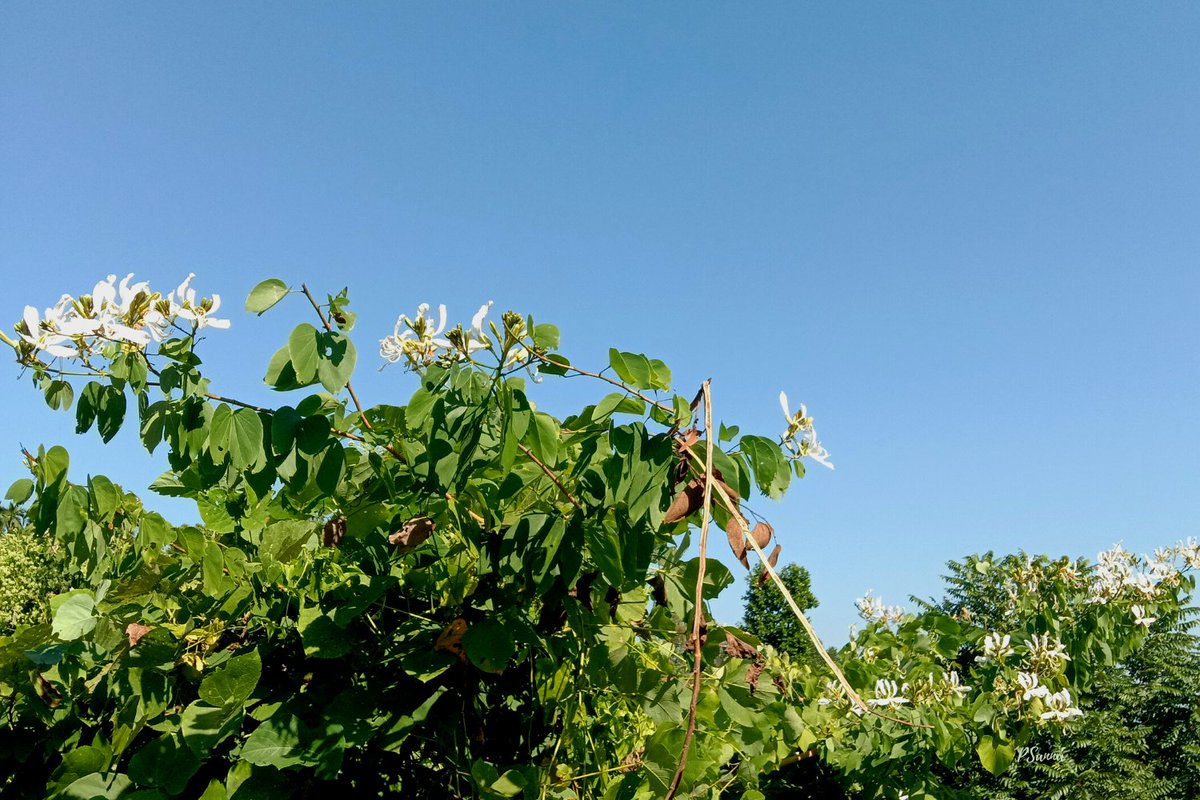 Sg_sanna's tweet photo. Bauhinia purpurea or Megong
My dear #Garohillsmeghalaya is beautifying with these white flowers nowadays😍.
#bauhiniapurpurea
also known as #HawaiianOrchidTree #camelsfoottree #butterflytree https://t.co/UrI4pNGAqa