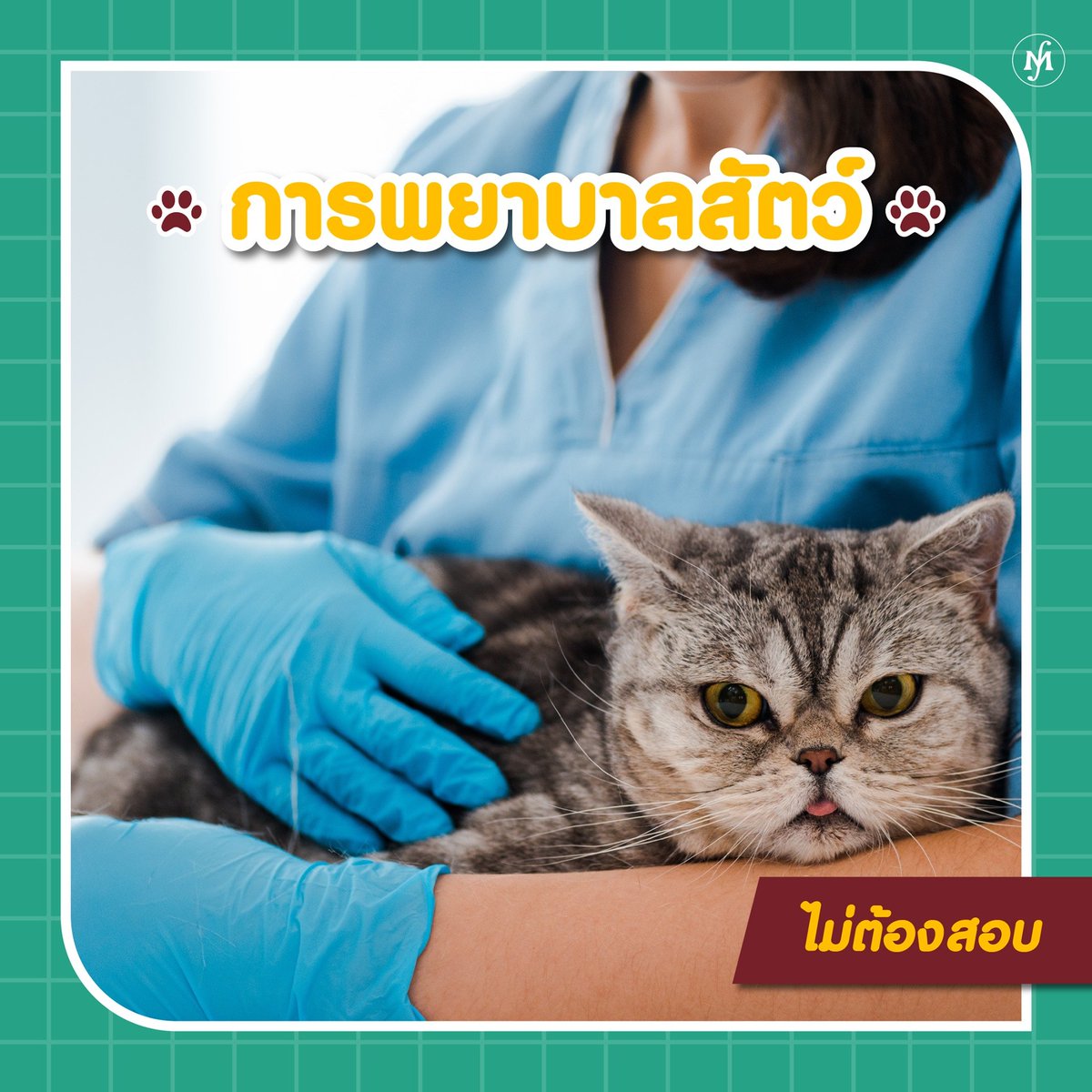 mutmahanakorn's tweet photo. คณะสัตวแพทยศาสตร์ มีทั้งหมด 2 หลักสูตร
▶สัตวแพทยศาสตร์
▶การพยาบาลสัตว์
มาเป็น #DEK65 ที่ ม.มหานคร กันนะคะ

สนใจสมัครเรียนง่ายๆ โดยที่ไม่ต้องเดินทางมา 
👉เพียงแค่คุณโทรมาที่เบอร์ 0-2988-4021-4

หรือสมัครด้วยตัวเอง คลิก >> https://t.co/CkkRVO09C3

#เด็กใหม่​ #MUT​ #DEK65 https://t.co/vL9aGIlvYe