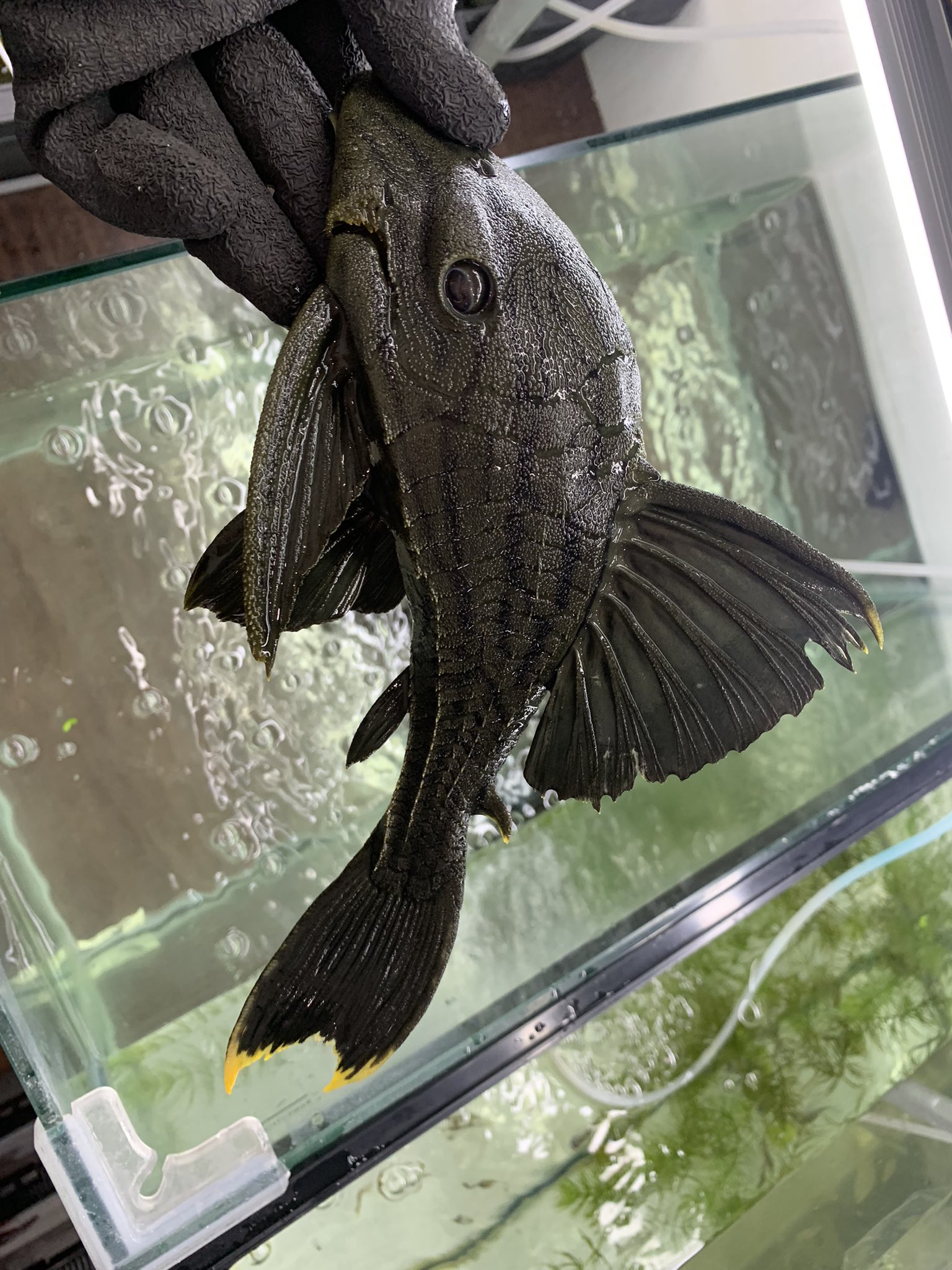 Twitter এ 小さな熱帯魚の店 レインボー 小虹 の人たち グリーンロイヤルプレコ 水から揚げて撮ってみました T Co Jnsaafu5yi プレコ グリーンロイヤル ロイヤルプレコ 大阪熱帯魚 熱帯魚レインボー アクアリウム 熱帯魚のいる暮らし T Co Twitter এ 小さな熱帯魚の店 レインボー 小虹 の人たち グリーンロイヤルプレコ 水から揚げて撮ってみました T Co Jnsaafu5yi プレコ グリーンロイヤル ロイヤルプレコ 大阪熱帯魚 熱帯魚レインボー アクアリウム 熱帯魚のいる暮らし T Co