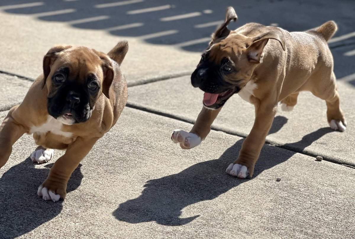 Millsaps_RM's tweet photo. @foxnewsnight @ShannonBream  Ram Boxer Puppies 🐶 https://t.co/8L8nZLR0av