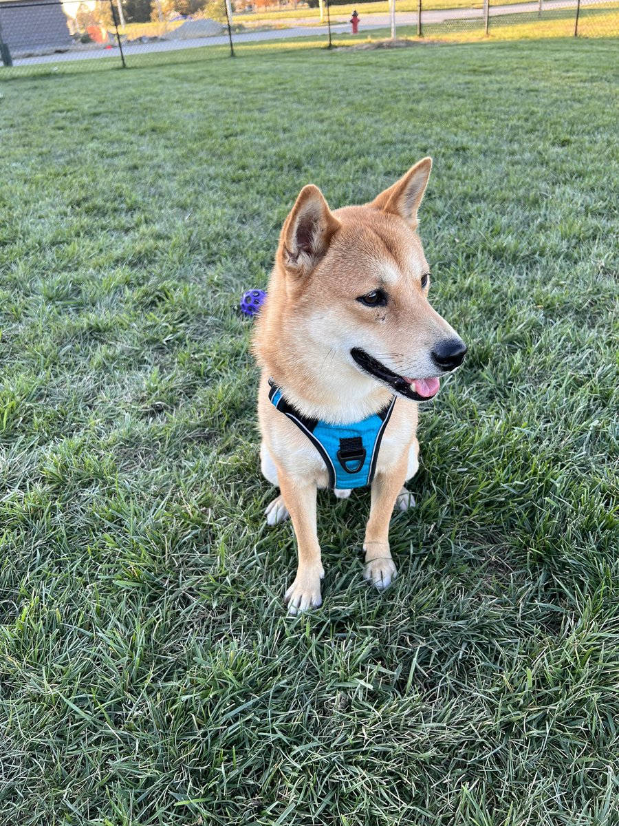 kelsokar7's tweet photo. My best friend ❤️ 🐕 https://t.co/350ZMPfCcu