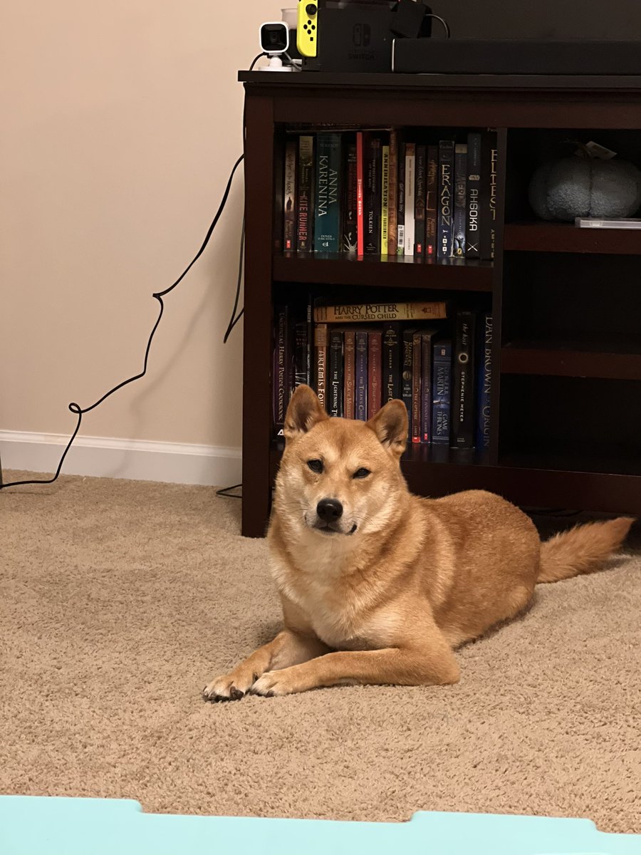 kelsokar7's tweet photo. My best friend ❤️ 🐕 https://t.co/350ZMPfCcu