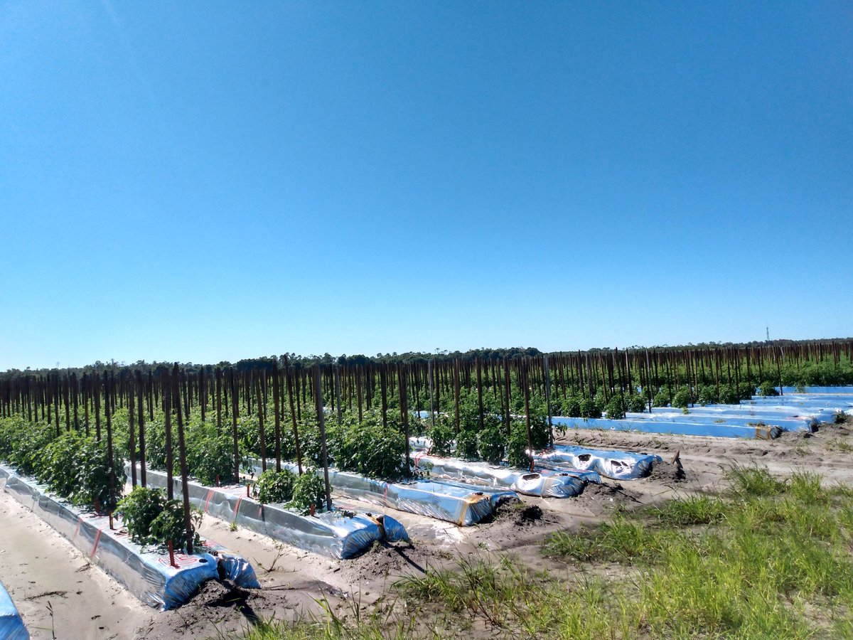 IpinyomiSamuel's tweet photo. Every field day is a fun day 😍🤗😍🤗. #phdlife 
@UFPlantbreeding @ufhorticulture @UFCALS @UFGulfCoastREC https://t.co/hyKpj1gYDu