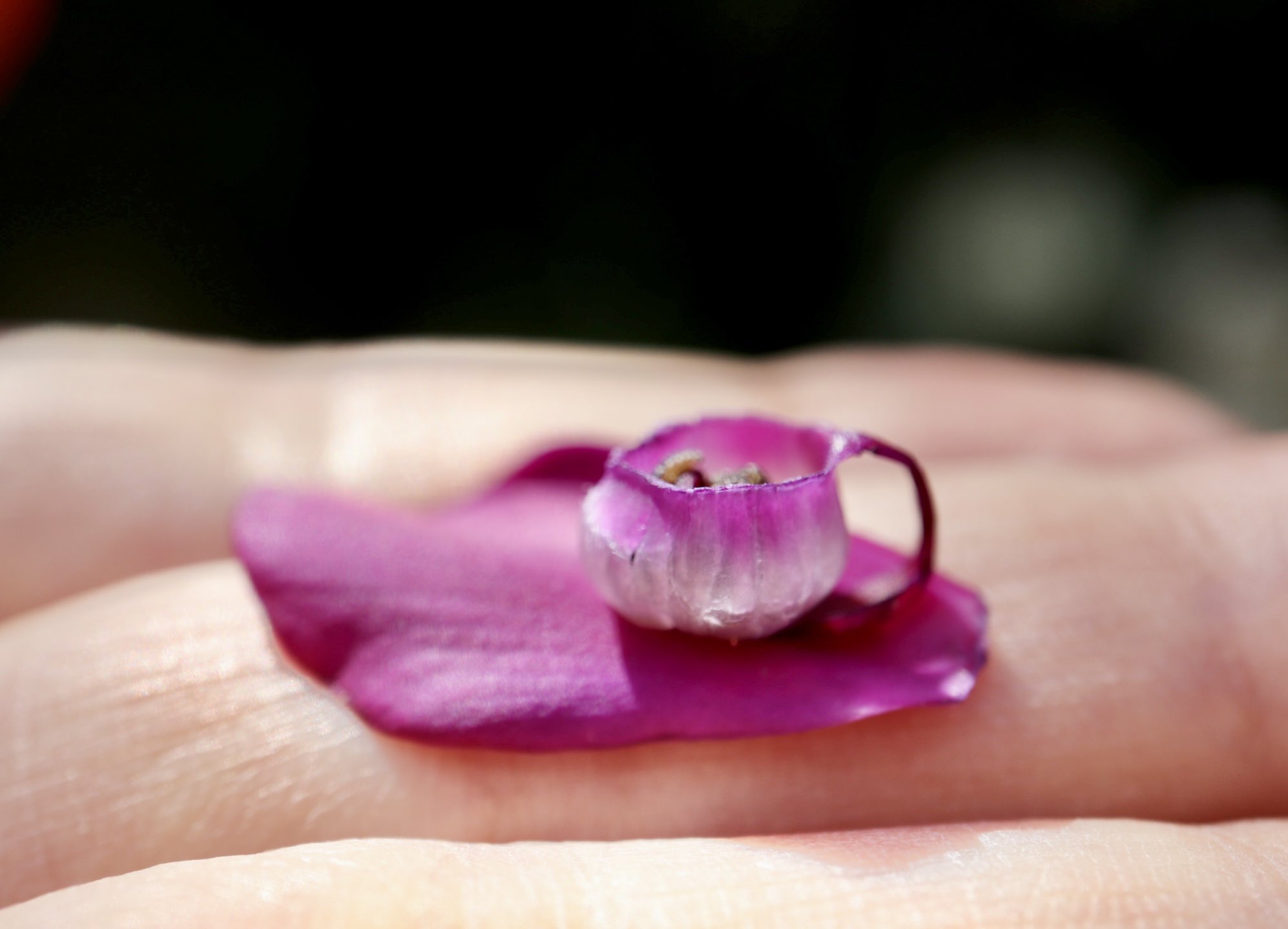 Inori シクラメンの花がらでコーヒーカップをつくりました 綺麗なままの花 がぽとりと落ちていたので早速遊んでみました 今日は花びらを一枚残して1 3に割き 底の穴に挿して取っ手にしてコーヒーカップです 花びらのソーサーに乗せました とても