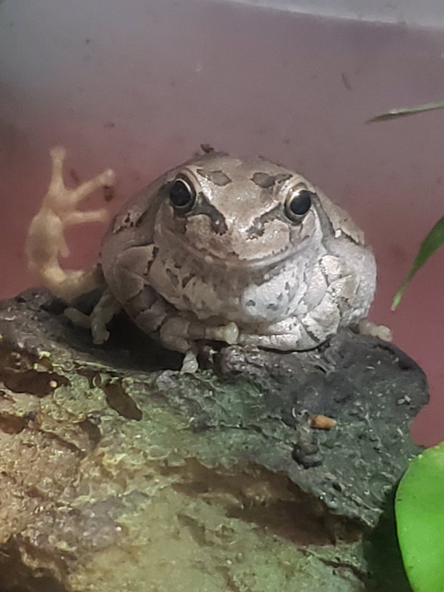 Bk322w9Aq7A3L5L's tweet photo. #ニホンアマガエル　#カエル　#両生類
座り方が可愛い🐸 https://t.co/LxxYcwkFZQ