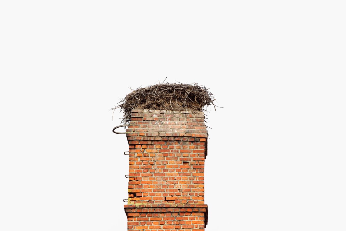 POST_BOOKS's tweet photo. [Exhibition] アバロス村野敦子 / Empty Nests Exhibition  
この度POSTでは、写真作家・ Atsuko Murano Abalosによる書籍の出版を記念し、「Empty Nests Exhibition」を開催いたします。 https://t.co/naZ6Ysrmw2